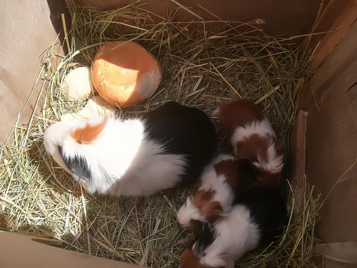 Ferienwohnung Grubinger 운터라흐 암 아터제 외부 사진